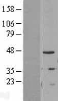 TIPIN Protein (Over-Expression Lysate Myc-DDK (Flag))