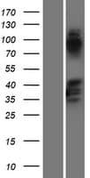 SAPCD2 / C9orf140 Protein (Over-Expression Lysate Myc-DDK (Flag))