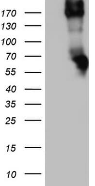 CD68 Antibody (aa22-319, clone OTI10H10)