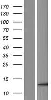ENY2 Protein (Over-Expression Lysate Myc-DDK (Flag))