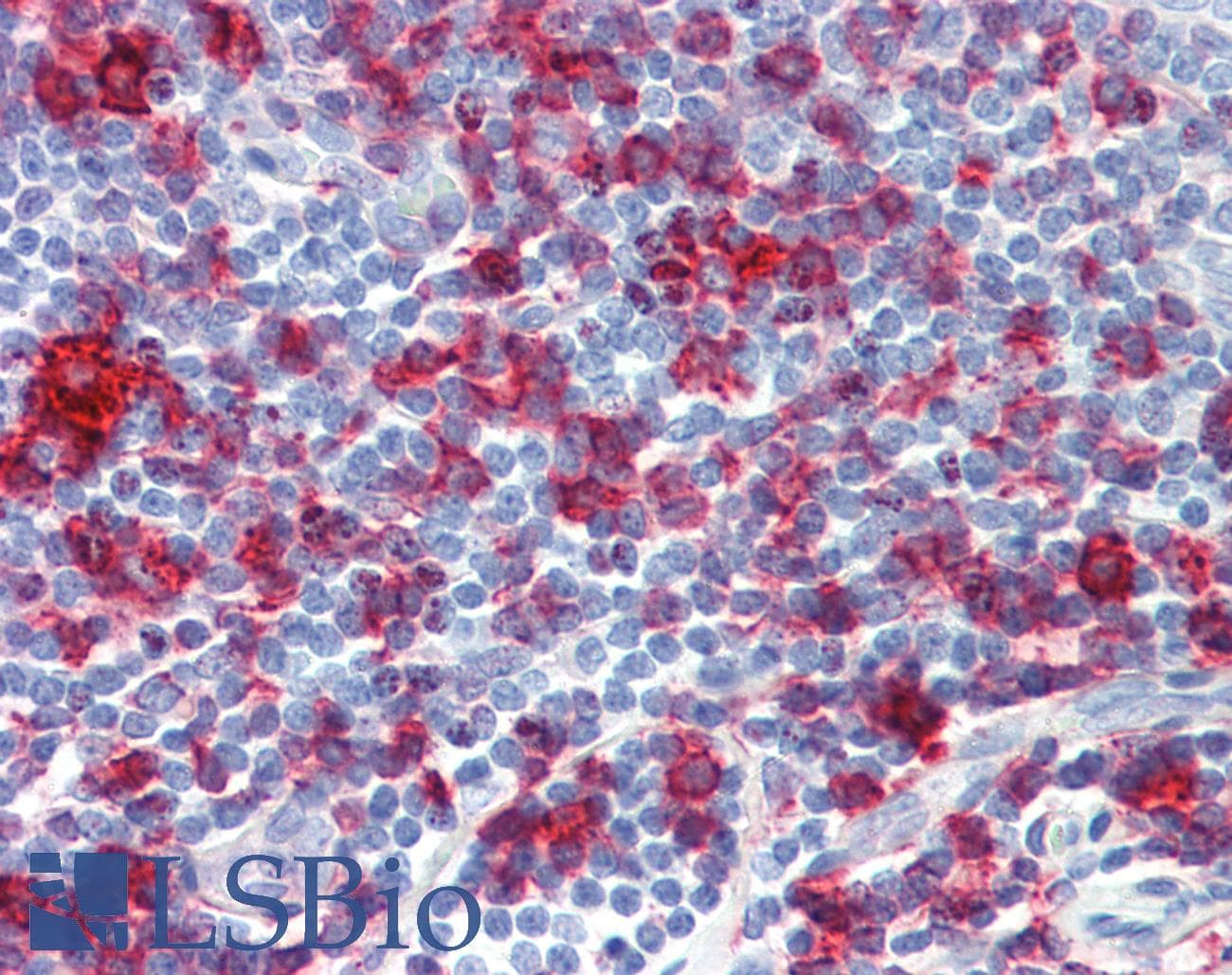Monoclonal Mouse anti-Sheep MHC Class II Antibody (FITC, IHC)