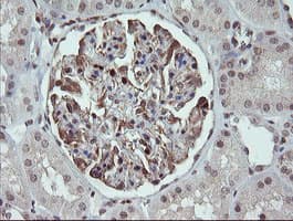 FAM164A / CGI-62 Antibody (clone OTI4G2, Carrier-free)