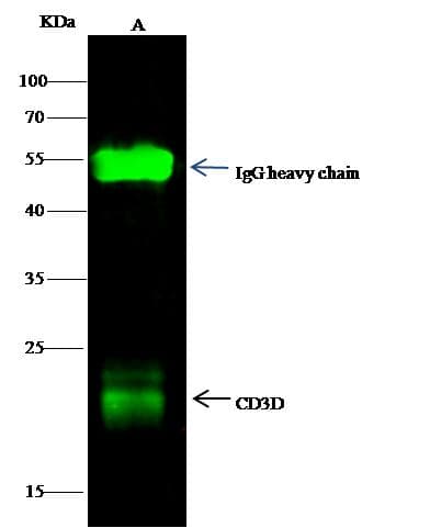 Monoclonal Rabbit anti-Human CD3D Antibody (clone 6, Preservative Free, WB)