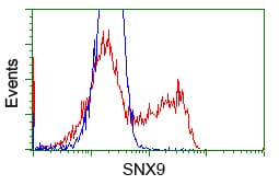 SNX9 / WISP Antibody (clone OTI2F1)