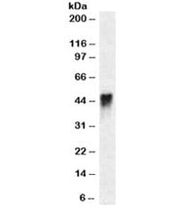 CD2 Antibody (clone HuLy-m1, Azide-free, BSA-free)