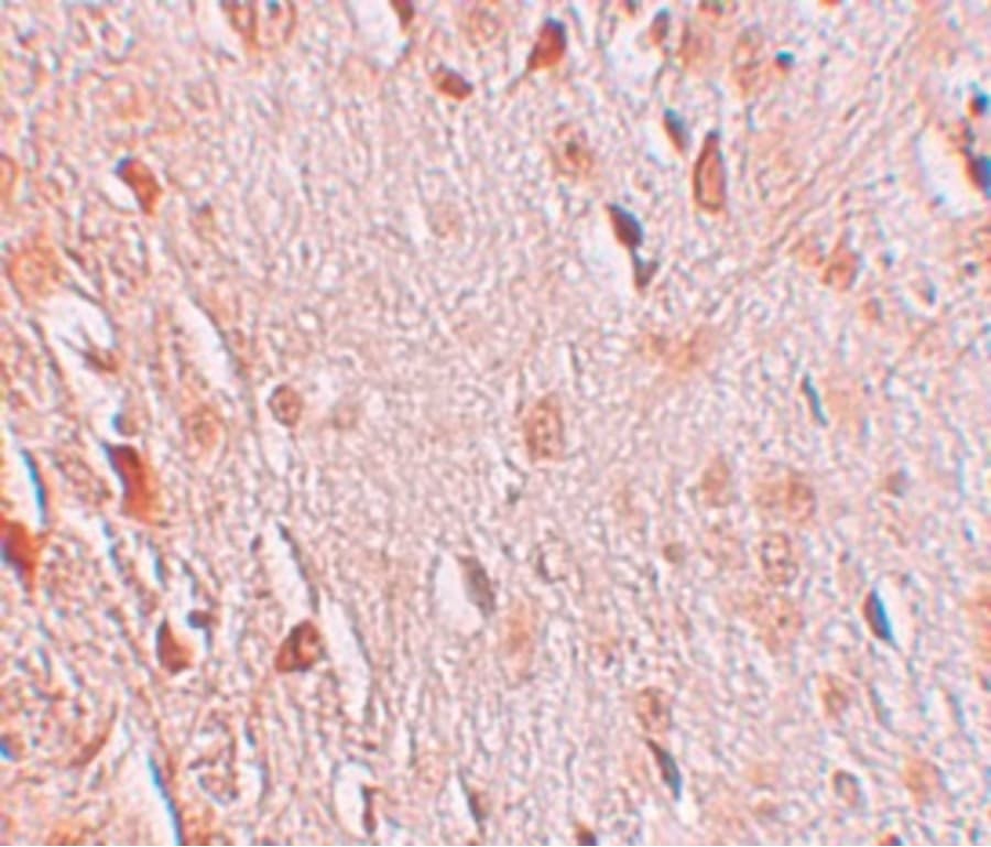 Polyclonal Rabbit anti-Human WIZ Antibody (IHC, IF, WB)