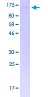 Human MYSM1 Protein (Recombinant GST)