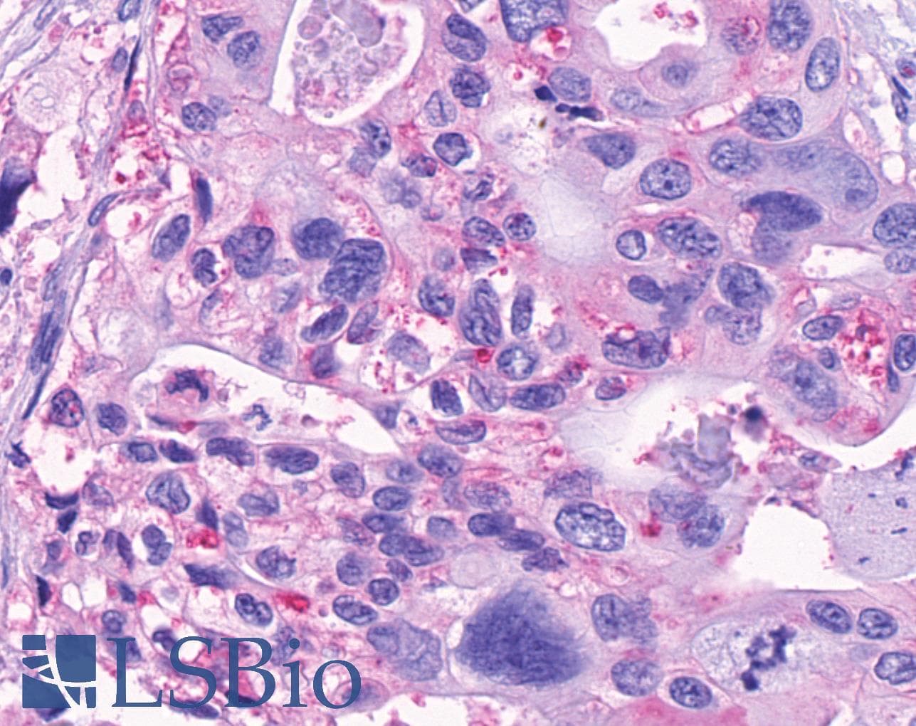 PathPlus™ Polyclonal Rabbit anti-Human GPR150 Antibody (N-Terminus, IHC)