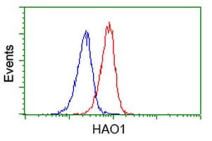 HAO1 Antibody (clone OTI5F4)