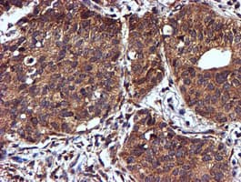 NDUFAF7 Antibody (clone OTI4A5, Carrier-free)