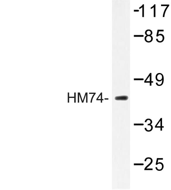 HCAR3 / GPR109B / HM74 Antibody (Thr327)