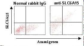 SLC6A15 / SBAT1 Antibody (N-Terminus)