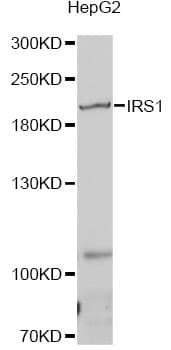 IRS1 Antibody