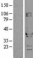 Human NUDC Protein (Over-Expression Lysate Myc-DDK (Flag))