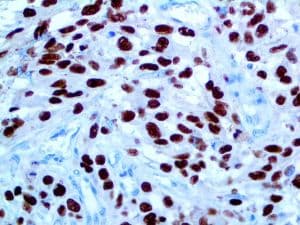 SOX10 Antibody (Ready-to-Use)