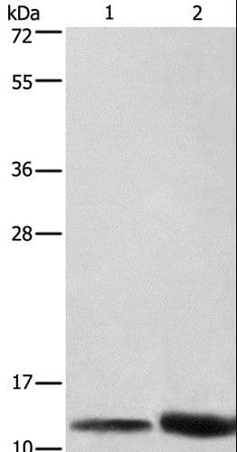 Polyclonal Rabbit anti-Human CYCS / Cytochrome c Antibody (IHC, WB)