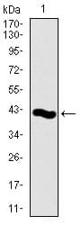 PCNA Antibody (aa53-196, clone 7H4F8)