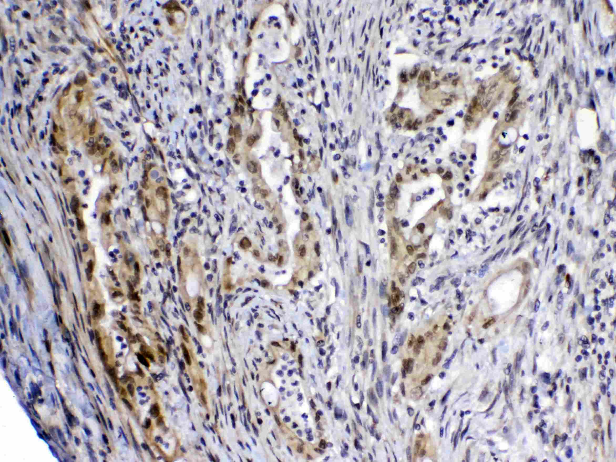 MED4 Antibody