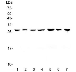 YWHAZ / 14-3-3 Zeta Antibody
