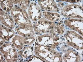 ACAT2 Antibody (clone OTI3A11, Carrier-free)
