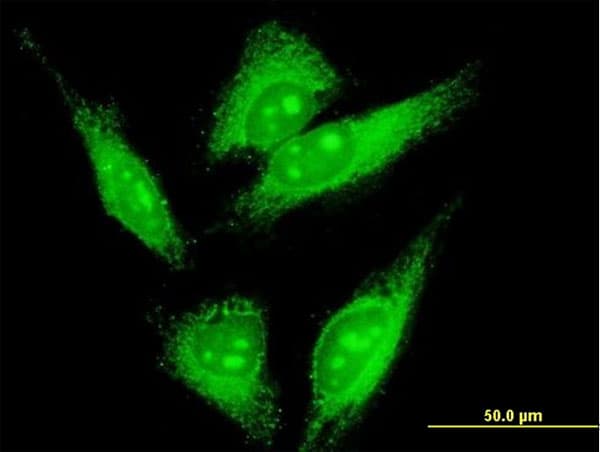 LMO7 Antibody (clone 4B4)
