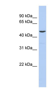 FLI1 Antibody (aa35-84)