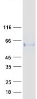 Human GP2 Protein (Recombinant Myc-DDK (Flag))