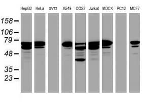 CCDC93 Antibody (aa293-631, clone OTI2D2)