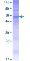 Human OR13C4 / OR2K1 Protein (Recombinant GST)