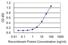 Monoclonal Mouse anti-Human ST13 Antibody (clone 2B2, WB)