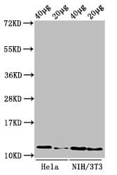 Polyclonal Rabbit anti-Human HIST1H4I Antibody (IF, WB)