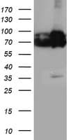 PDIA4 / ERP72 Antibody (clone OTI2F1)