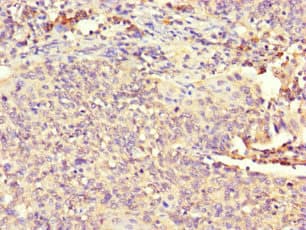 ATP8A1 Antibody