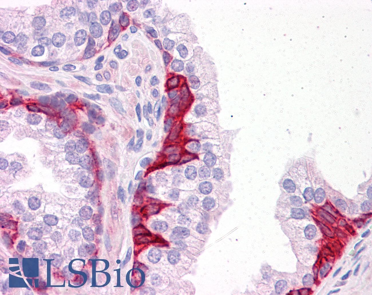 IHC-plus™ PIAS3 Antibody