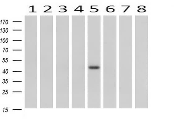 B3GNT2 Antibody (clone OTI4B9, Carrier-free)