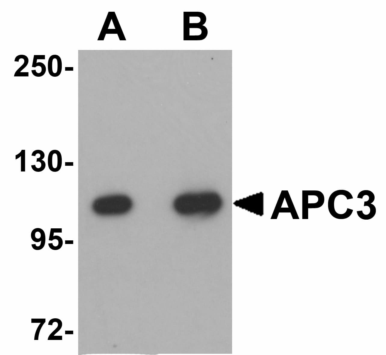 IHC-plus™ Polyclonal Rabbit anti-Human CDC27 Antibody (IHC, WB)