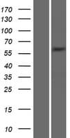SNTG2 / SYN5 Protein (Over-Expression Lysate Myc-DDK (Flag))