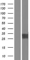 Human AQP2 / Aquaporin 2 Protein (Over-Expression Lysate Myc-DDK (Flag))