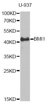BMI1 / PCGF4 Antibody