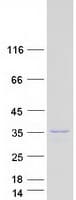 Human ABH2 / ALKBH2 Protein (Recombinant Myc-DDK (Flag))