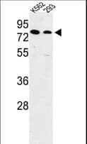 IHC-plus™ SLC3A1 / ATR1 Antibody (aa156-184)