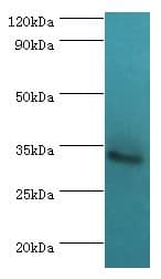 TRADD Antibody (aa1-312)
