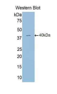 HIF2A / EPAS1 Antibody (aa24-348, PE)