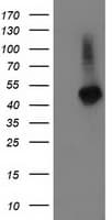 TBCEL / E-Like Antibody (clone OTI3H3)