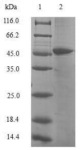 Human HIST1H3D Protein (Recombinant GST, N-terminus)