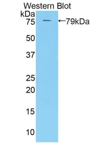 KIR3DL3 / CD158z Antibody (aa147-410)