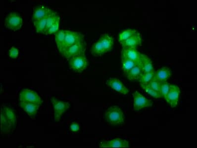 Polyclonal Rabbit anti-Human OMP Antibody (IF)