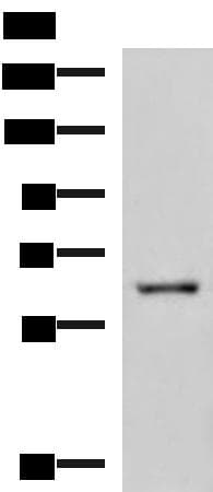 LILRB5 / LIR8 Antibody