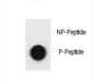 Polyclonal Rabbit anti-Human BAD Antibody (phospho-Ser32)