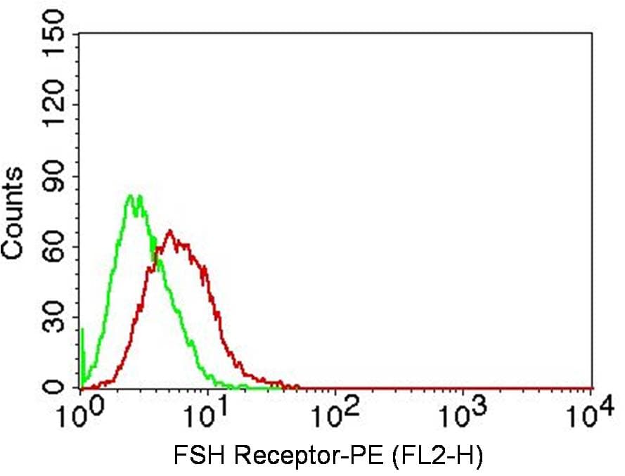 FSH Receptor / FSHR Antibody